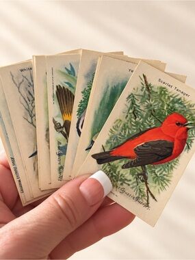 15 Useful Birds of America advertising cards Church & Dwight Arm & Hammer 1930’s